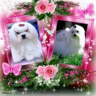 MALT�Z��EK S PP