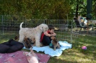 ttko Irish soft coated wheaten terrier 