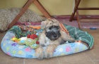 ttko Irish soft coated wheaten terrier 