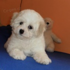 Bichon Fris - Bionek