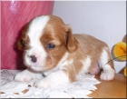 Kavalr King Charles Spaniel s PP