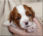 Kavalr King Charles Spaniel s PP