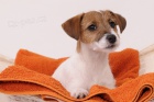 Parson Jack Russell terir