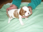 Kavalr King Charles panl