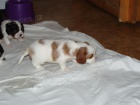 Kavalr King Charles panl