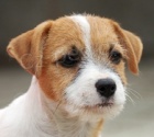 Jack Russell terir