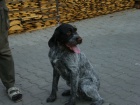 Fenka Český fousek