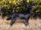 Flat Coated Retriever