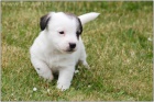 Jack Russell terir