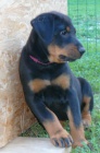 Beauceron