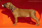 Rhodesian ridgeback