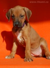 Rhodesian ridgeback