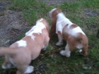 Basset hound