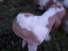 Basset hound
