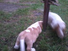 Basset hound