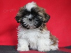 Shih-tzu, i-tzu s PP