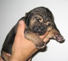 Bloodhound štěňata