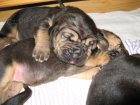 Bloodhound štěňata