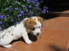 Holčička Jack Russell Terier s PP