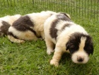 Pyrenejsk mastin