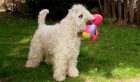 Irish Soft Coated Wheaten Terrier - TN