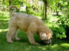 Irish Soft Coated Wheaten Terrier - TN