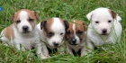 Prodm tn JRT