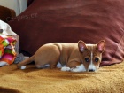 zadm tn basenji