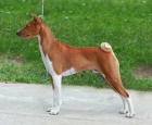 zadm tn basenji