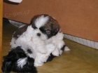 t Shih-tzu