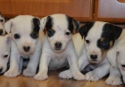 krsn tntka jack russell terier