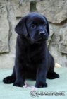 Labradorsk retriever-krsn ern tntka sPP