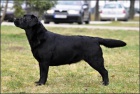 Labradorsk retriever-krsn ern tntka sPP