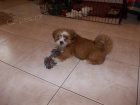 Lhasa apso s PP