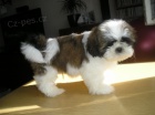 Prodm Shih-tzu