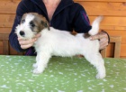 Jack Russell terir -tata