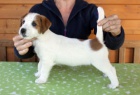 Jack Russell terir -tata