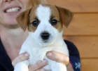 Jack Russell terir -tata