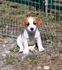 Jack Russell terir -tata