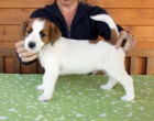 Jack Russell terir -tata