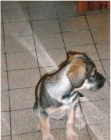 apina