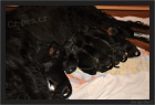 Gordonsetr tata-gordon setter puppies