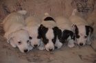 tntka jack russell terier