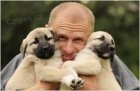 tata Anatolsk pasteveck pes,Karabash dog s PP