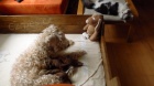 TATA Irish soft coated wheaten terrier 