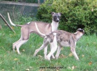 vipet , whippet, mal anglick chrt