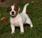 Jack Russel Terier s PP