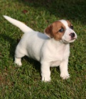 Jack Russel Terier s PP