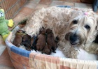 tata - Irish Soft Coated Wheaten Terrier