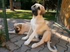 Anatolsk pasteveck pes - Kangal